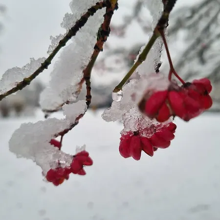At Park, Luxurioese Mit Terrasse Und Parkplatz Im Herzen Von