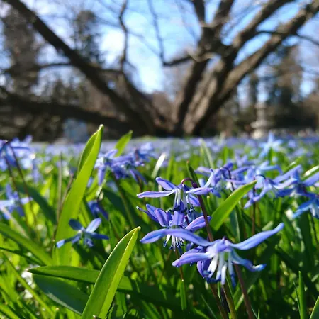 アパート At Park, Luxurioese Mit Terrasse Und Parkplatz Im Herzen Von *