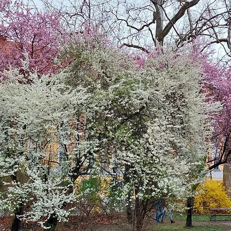 アパート At Park, Luxurioese Mit Terrasse Und Parkplatz Im Herzen Von
